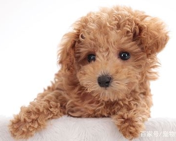 幼犬怎么看性格选