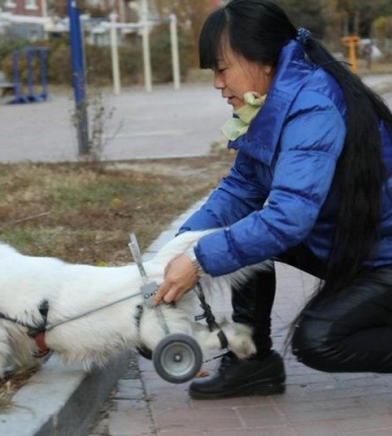 残疾小狗怎么处理