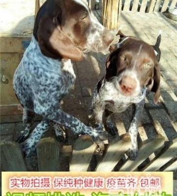 波音达幼犬怎么选好的