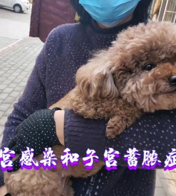 狗狗子宫流脓怎么治疗