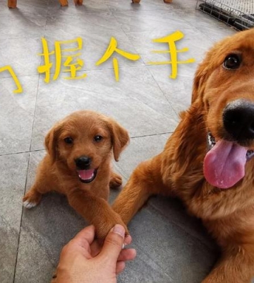 狗狗什么时候学握手
