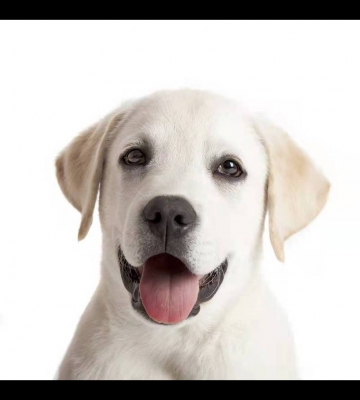 拉布拉多犬吃什么营养
