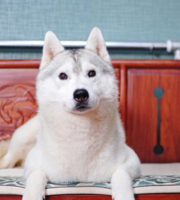 哈士奇幼犬喂什么