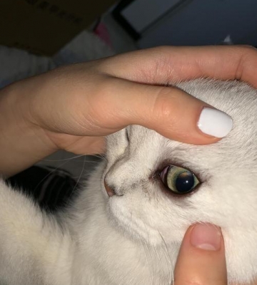猫一只眼睛眼皮肿流泪是怎么回事