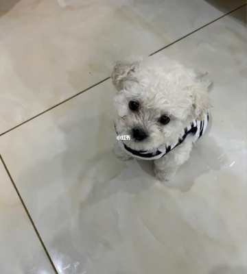 七个月比熊拉肚子怎么办
