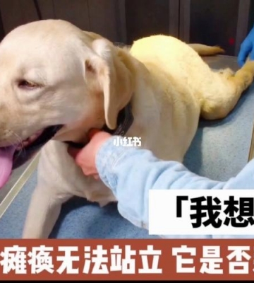 小狗瘫痪是怎么回事