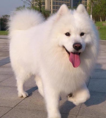 萨摩夏天怕热怎么办