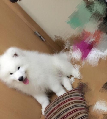 萨摩耶四个月吃什么狗粮