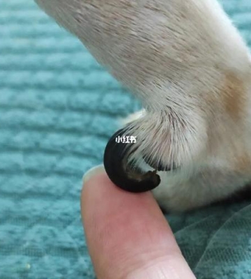 狗狗的指甲有什么用