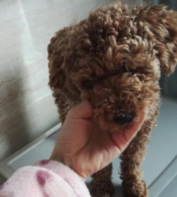 泰迪幼犬毛不卷是什么原因