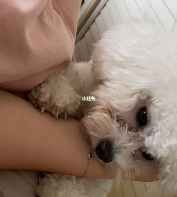 狗狗最近特别粘人什么症状