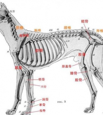 狗狗骨架怎么看