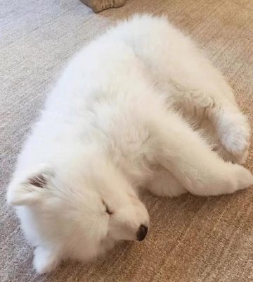 几个月的萨摩怎么养