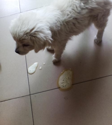 狗狗吐还拉稀怎么办啊