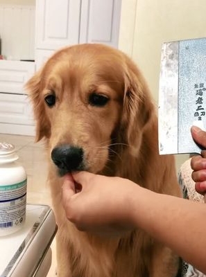 狗狗不给涂药怎么办