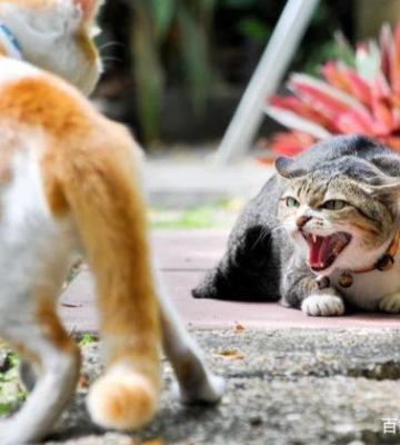 猫咪为什么吼