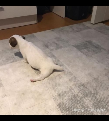 幼犬腿站不起来怎么办