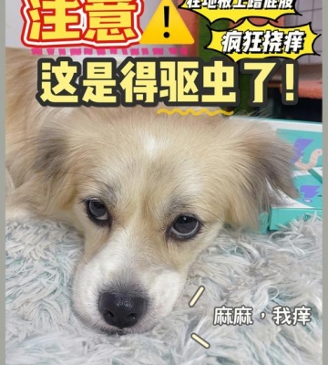 不满三个月的小狗怎么驱虫