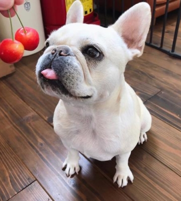 怎么整狗狗