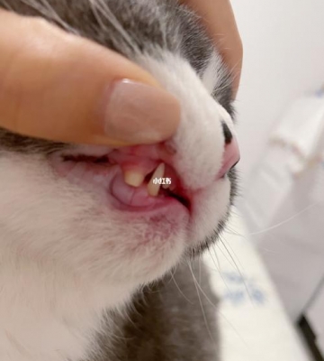 猫咪牙齿怎么保护
