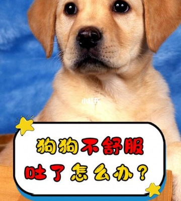 狗狗吃完马上就吐怎么回事