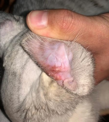猫咪耳朵有脓怎么清理