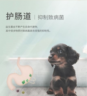 狗狗怎么喂益生菌