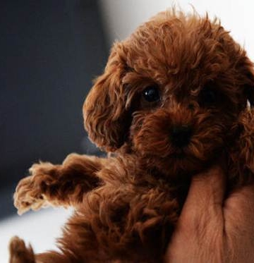 泰迪幼犬什么时候长牙