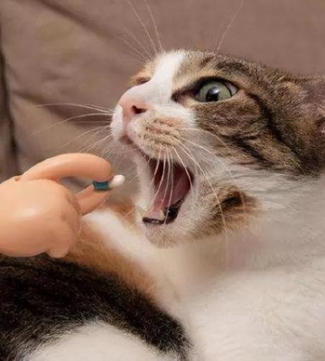 猫咪生病期间怎么养