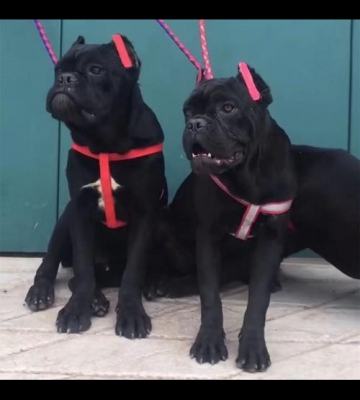 1个月卡斯罗幼犬喂什么