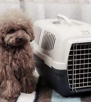 托运的狗狗怎么取
