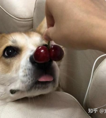 狗狗梨吃多了会怎么样