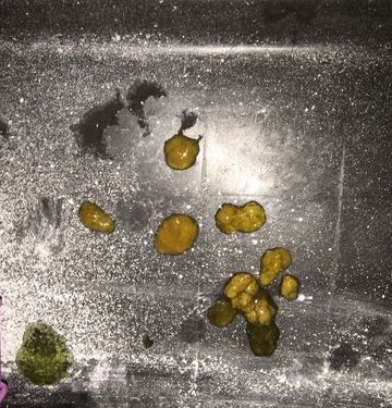 博美粪便怎么处理