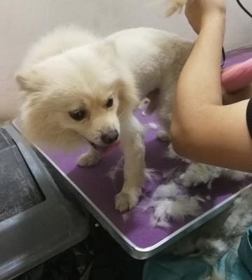 狗狗剃毛后吃什么好