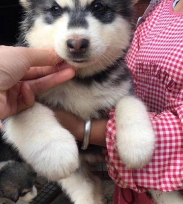阿拉斯加幼犬怎么预防犬瘟