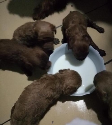 泰迪狗狗刚生宝宝吃什么