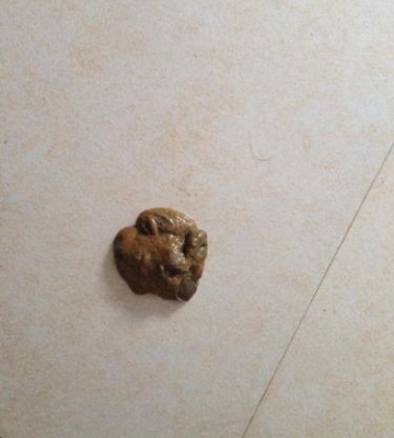 狗狗大便怎么算正常吗