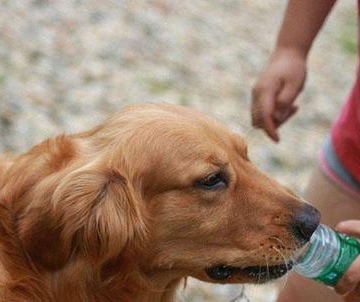 狗狗喝水咳嗽怎么回事
