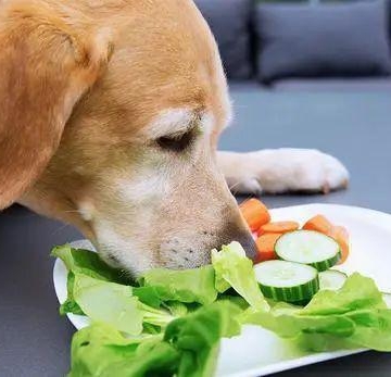 一岁小狗什么不能吃的食物