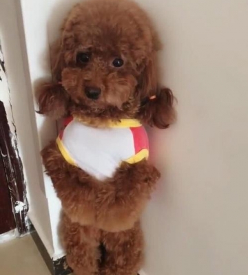 怎么罚站狗狗