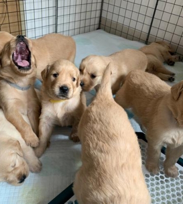 金毛幼犬怎么辨别多大