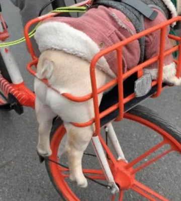 怎么带狗狗骑自行车