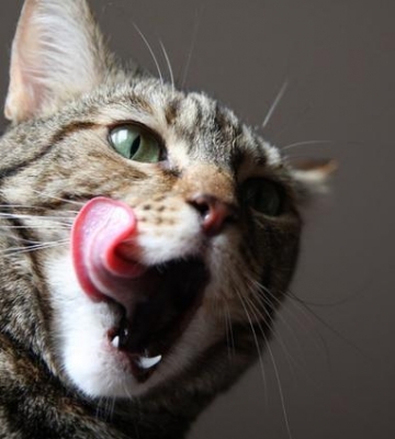 猫咪赠墙流口水是怎么回事