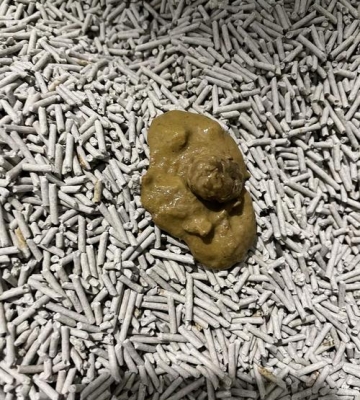 猫咪2天没拉屎怎么办