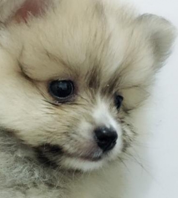 博美生病怎么照顾