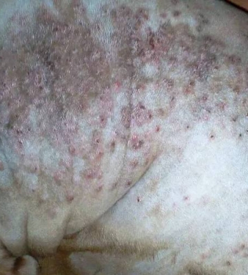 狗狗丘疹什么样子