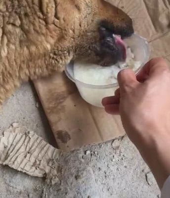 给狗狗煮稀饭放些什么