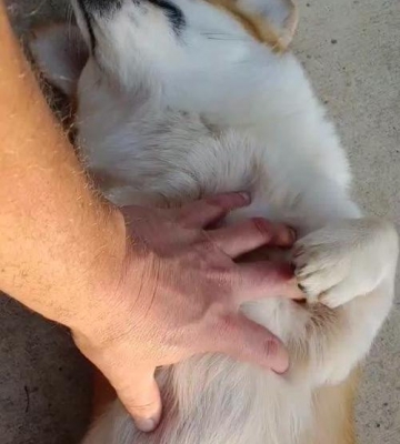 怎么教狗狗拜托