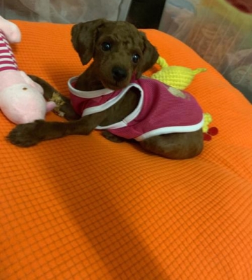 怎么给泰迪幼犬剃胎毛