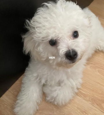 比熊发烧不吃饭怎么办